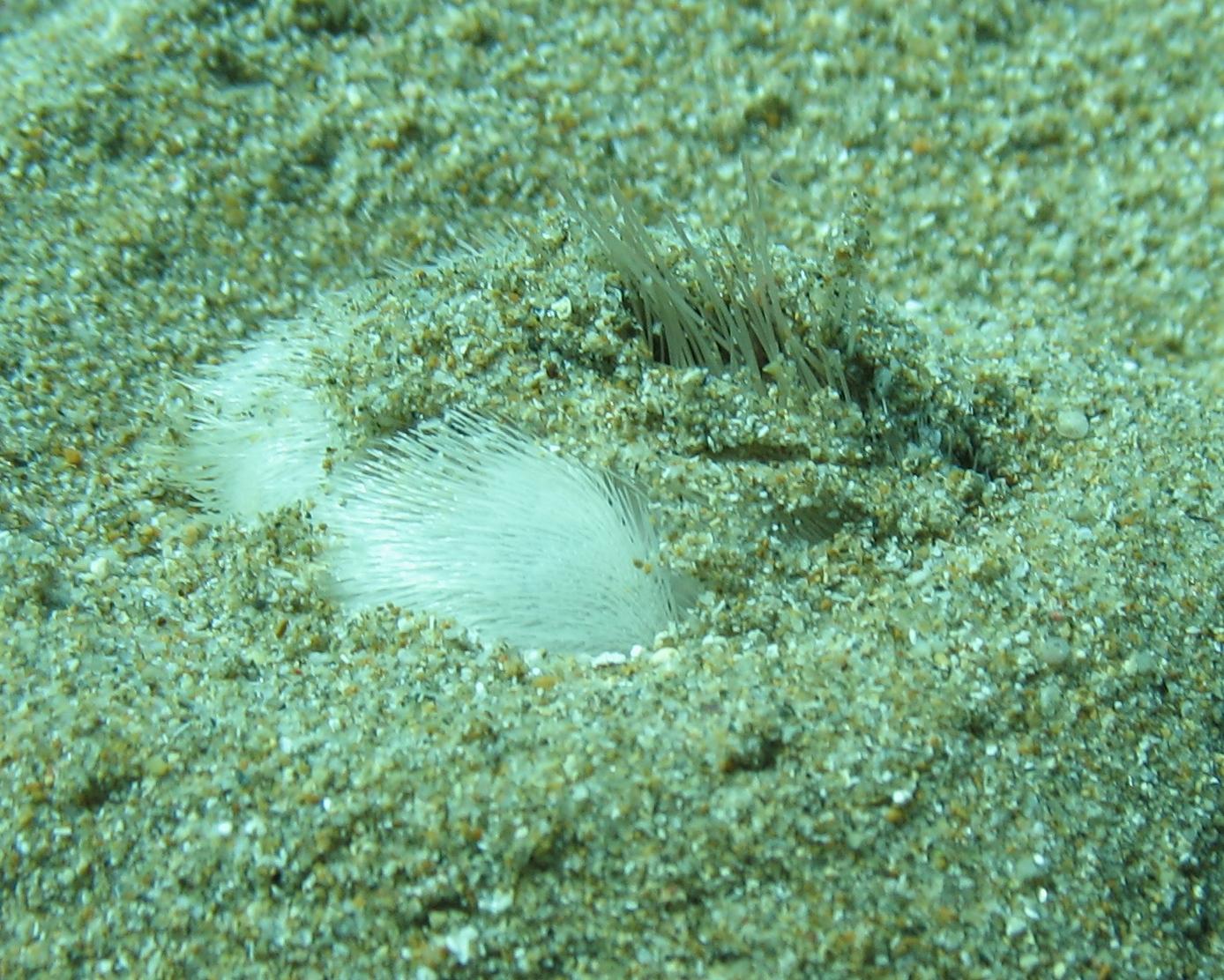 Echinocardium sp. (da Milos, Grecia)